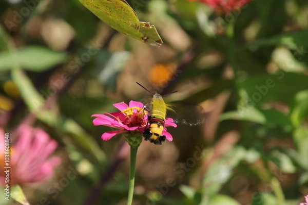 Fototapeta ジニアの蜜を吸うホウジャク（オオスカシバ、東京都府中市）