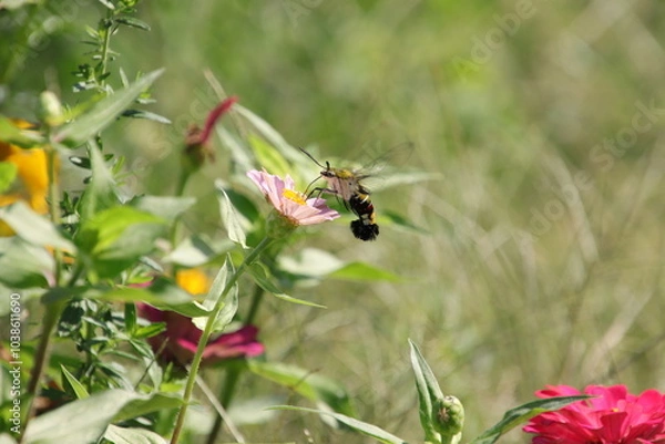 Fototapeta ジニアの蜜を吸うホウジャク（オオスカシバ、東京都府中市）