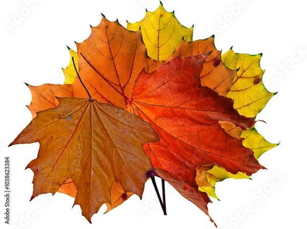 Fototapeta autumn maple leaf on a white background