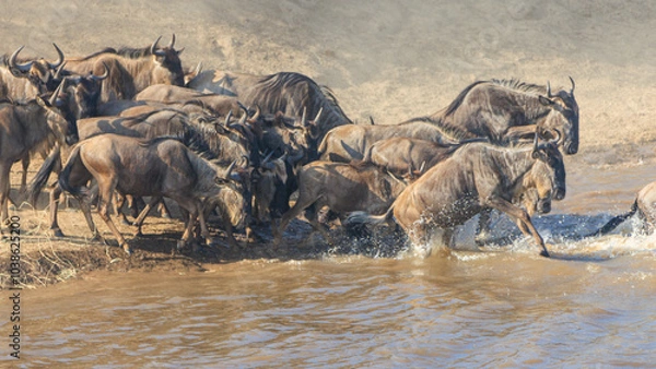 Obraz Wildebeest herd