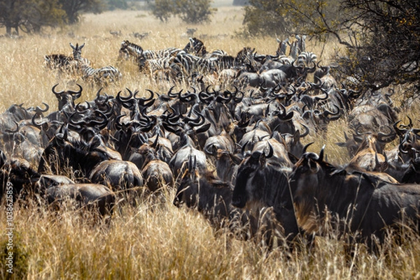 Fototapeta Wildebeest gathering (3)