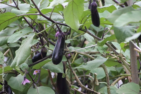 Fototapeta 東京近郊のナス（東京都府中市）