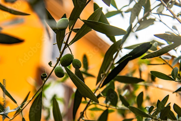 Obraz olive tree branch