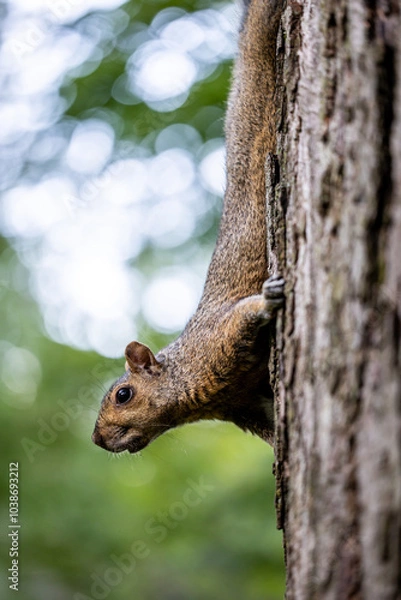 Obraz Portrait view of a squirrel upside down on a tree