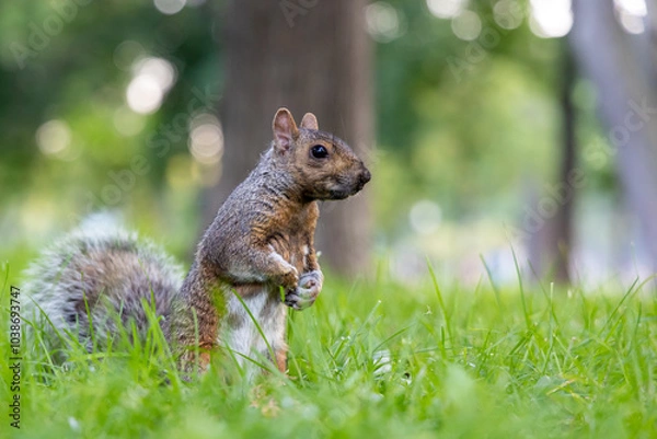 Fototapeta Close up view of a squirrel