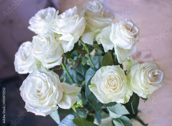 Obraz White roses flowers