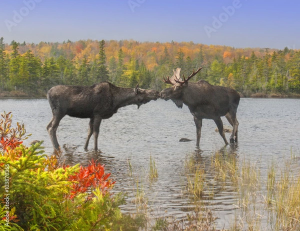 Obraz Moose Smooch - A cow and bull moose touch noses in a show of affection during the fall mating season.