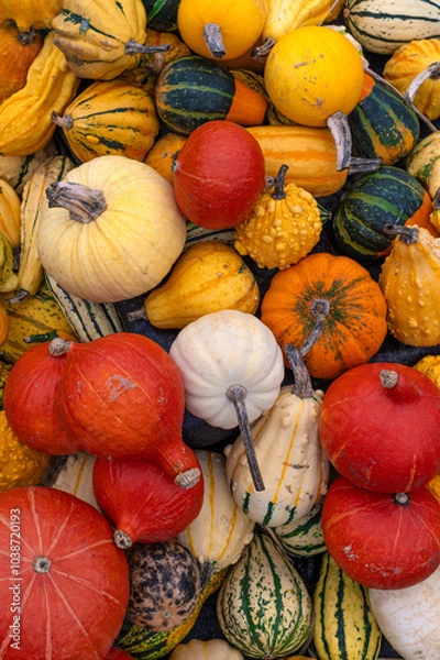 Obraz Colourful pumpkins in the arboretum in autumn