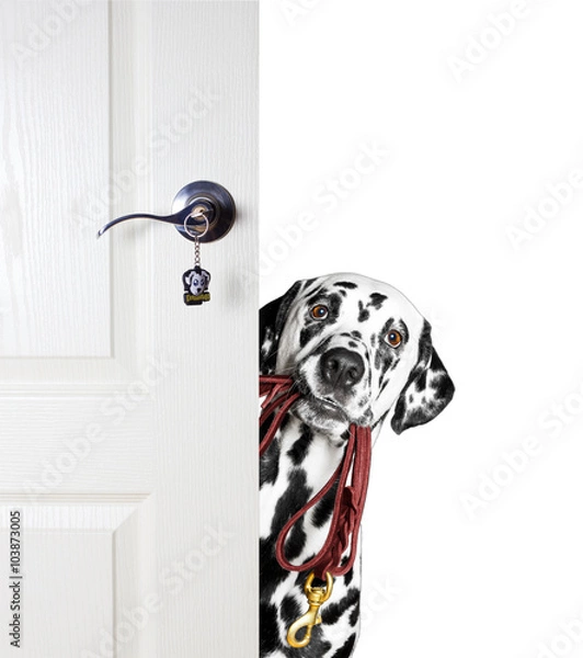 Fototapeta Dalmatian with a leash peeks out from behind the door
