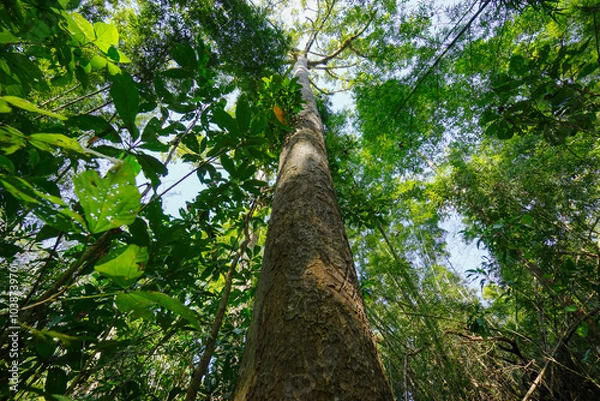 Fototapeta tree with sun rays in the forest
