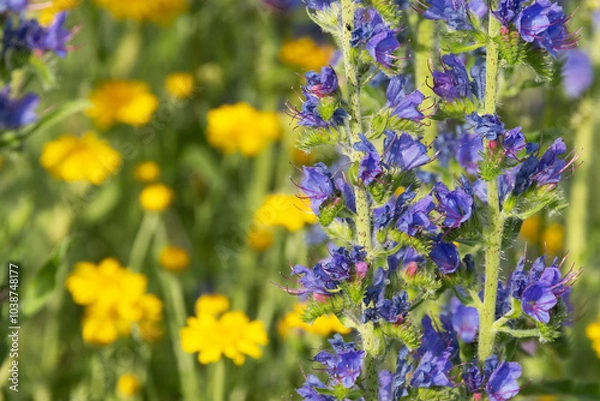 Obraz Closeup of a beautiful Viper's bugloss and Golden marguerite in the background flowering on a dry meadow in Estonia, Northern Europe