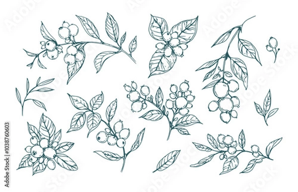 Fototapeta Berries and leaves sketches, set of floral illustrations, monochrome outline, hand drawn, converted to vector, isolated