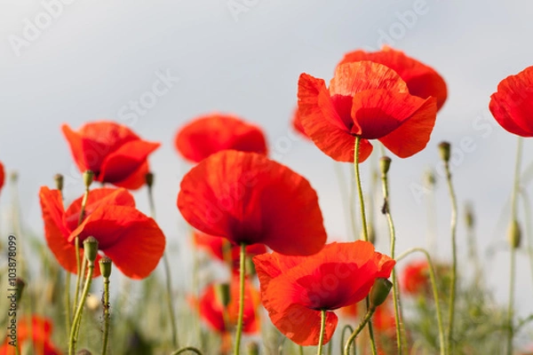 Fototapeta red poppy field