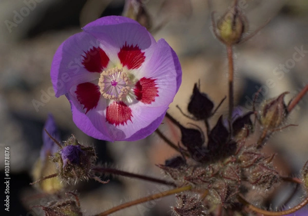 Fototapeta Desert Five Spot