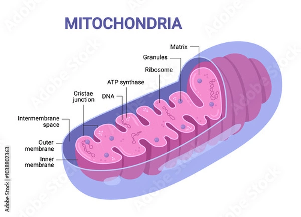 Fototapeta Vector diagram of Mitochondria. Cross-section view. Medical infographics