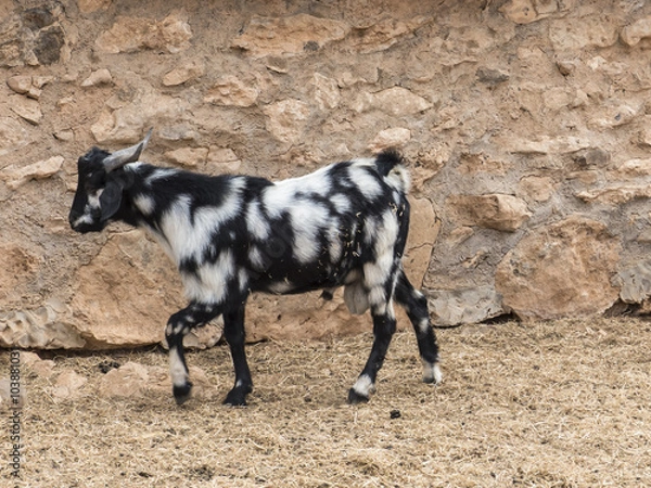 Obraz Goat Cheese Canary Island Icon Symbol