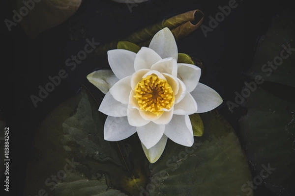 Obraz white water lily