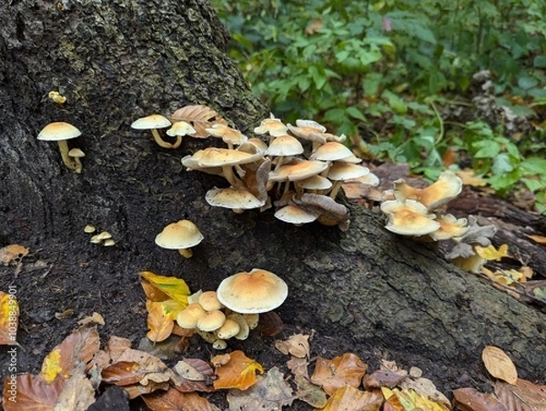 Fototapeta mushrooms on the tree