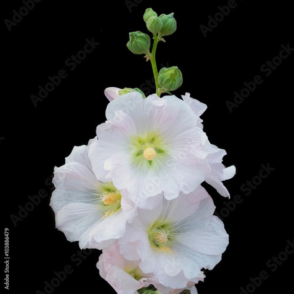 Obraz hollyhock flower