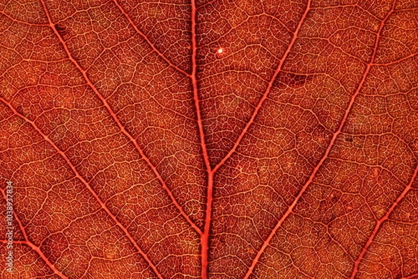 Fototapeta Red leaf texture, extreme close up, flat material, dried leaf