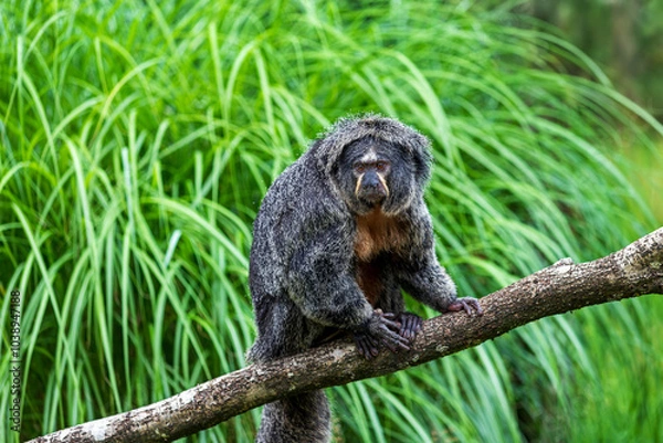 Obraz Female white-faced saki, golden-faced saki monkey on the tree