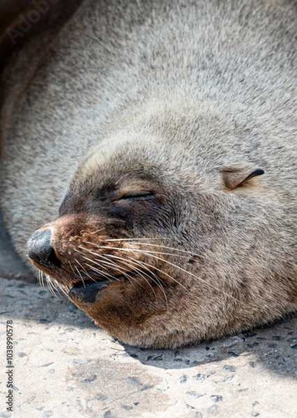 Obraz Close up of a Sleeping Sea Lion