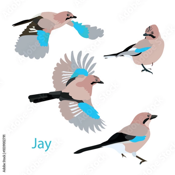 Obraz Eurasian jay sitting, flying different pose bird set stock vector illustration for web, for print, for fabric print