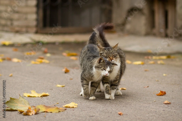 Fototapeta Walking couple of two loving cats