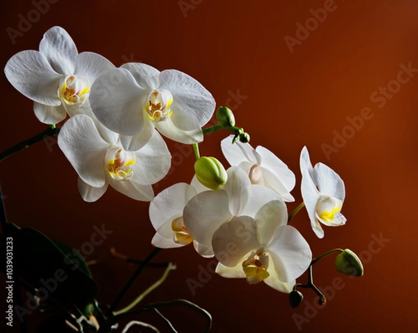 Fototapeta Flowers of a beautiful white orchid on an orange background with a gradient. A branch of a white orchid with blooming flowers and green buds. Phalaenopsis