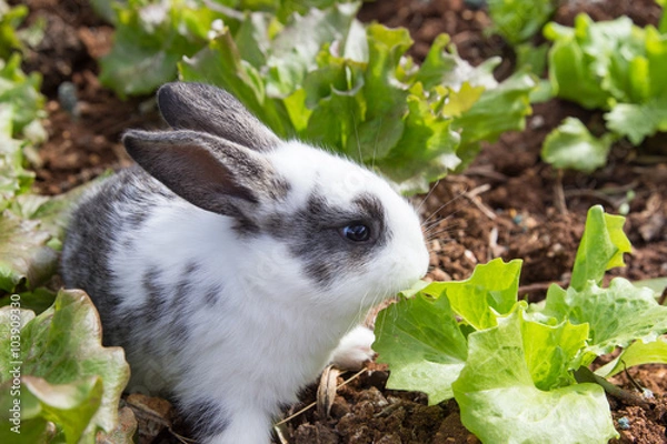 Fototapeta Little rabbit eating lettuce in garden