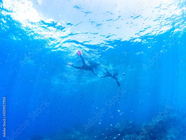 Obraz ウミカラマツ（ソフトコーラル）が生えるドロップオフのキンギョハナダイ（ハナダイ亜科）、スズメダイ（スズメダイ科）他群れ
英名、学名：
Sea Goldie (Pseudanthias squamipinnis)
Damselfish, Chromis notata, 
Antipathes japonica
水面にはスキンダイバーも泳いでいる。静岡県伊豆半島賀茂郡南伊豆町中木ヒリゾ浜-2024年
