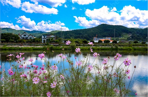 Fototapeta 코스모스와하늘