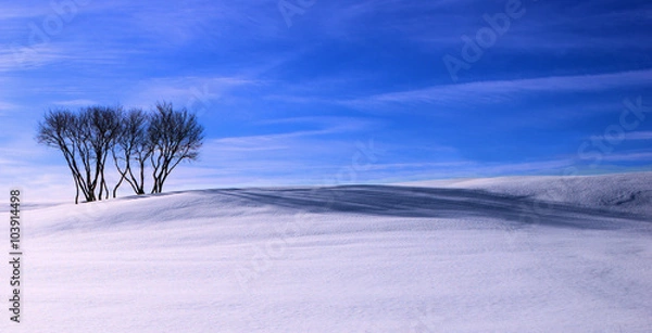 Fototapeta Crop of trees on snow covered hillside