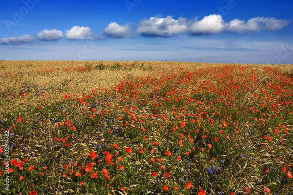 Obraz Agricultural landscape - cereal with Corn Poppy