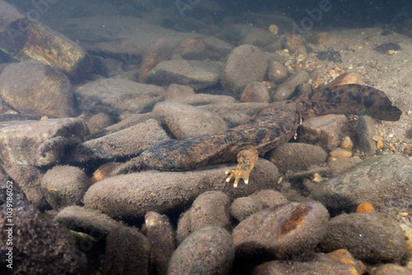 Obraz Eastern hellbender in rocky riverbed