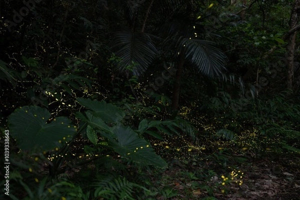 Obraz ヤエヤマヒメボタル