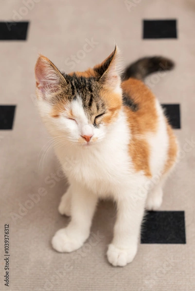 Fototapeta Three-colored cat sitting on a diamond-shaped rug