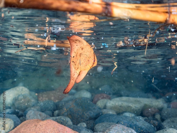 Fototapeta 浅瀬を泳ぐ、美しいナンヨウツバメウオ（ツバメウオ属）の幼魚の半水面撮影
英名、学名：Orbicular Batfish (Platax orbicularis) 
静岡県伊豆半島賀茂郡南伊豆町中木ヒリゾ浜-2024年
