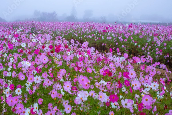 Fototapeta 코스모스