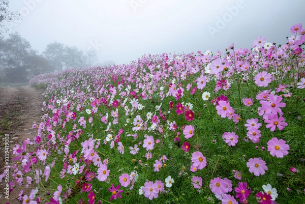 Fototapeta 코스모스