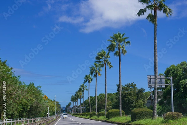 Obraz 南国のヤシの木の続く道