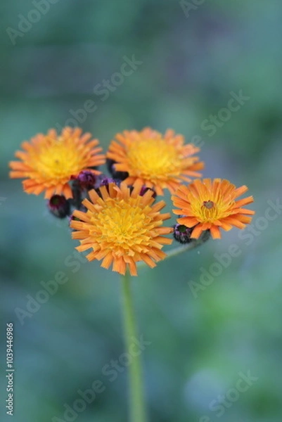 Obraz żółte kwiaty