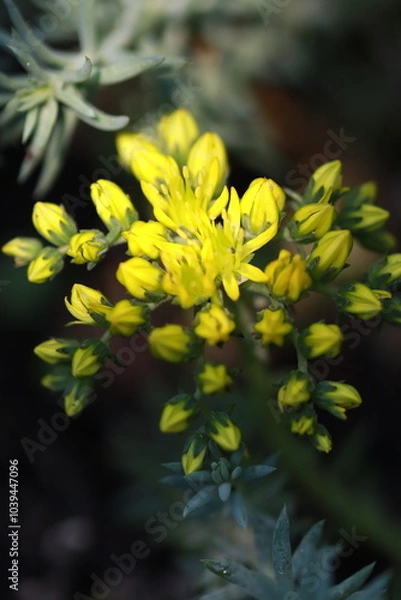 Obraz żółte kwiaty