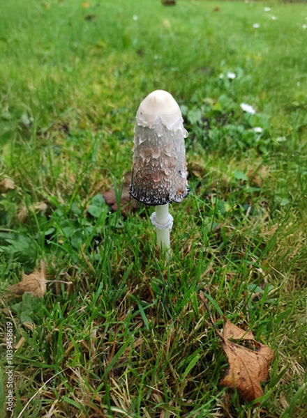 Obraz Champignon