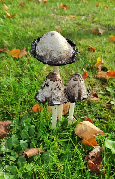 Obraz Champignon