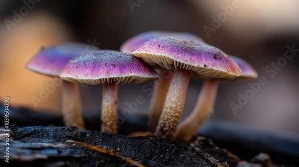 Fototapeta  A tight shot of a cluster of mushrooms atop a tree stump Background faintly blurred