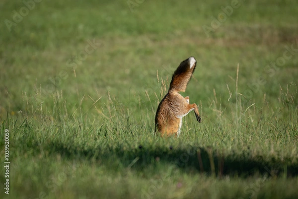 Fototapeta The red fox (Vulpes vulpes) hunting on meadow. Wildlife, Slovakia