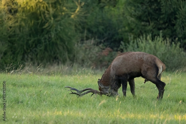 Fototapeta The red deer (Cervus elaphus) on meadow. Wildlife, Slovakia