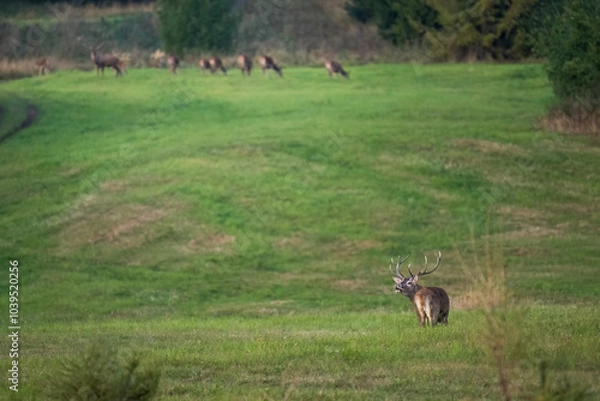 Fototapeta The red deer (Cervus elaphus) on meadow. Wildlife, Slovakia