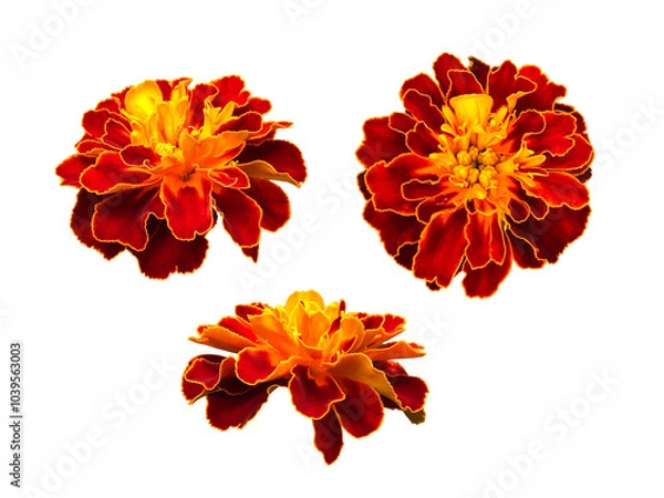 Obraz 赤いマリーゴールドの花